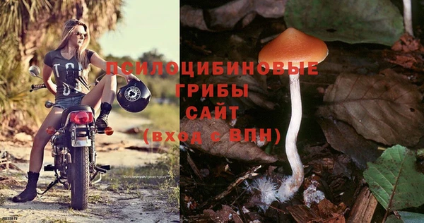 шишки Пересвет